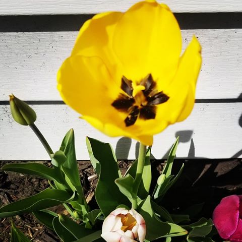 So much for that snow prediction! I was so worried about these, but they're doing their best today. Enjoying the sunshine, and so were we. #tulips #springtime #bulbs #colors #beauty #slowflowers #yellow #red #purple #garden #green