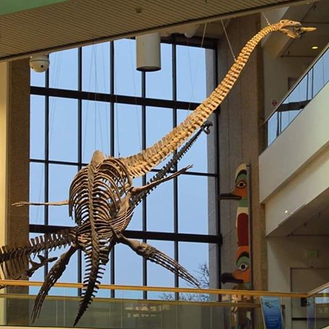 Skeleton of the elasmosaurid Thalassomedon haningtoni from the Late Cretaceous of Colorado, shown at the Denver Museum of Nature and Science. A revision of this taxon by me and others is in progress.
@denvermuseumns #fossilfriday #fossil #reptile #nature #museum #denver #evolution #biodiversity #exhibition #plesiosaur #neck #great #display #biodiversity #palaeontology #paleontology #exhibit #dinosaurs #dinosaur #jurassicpark #jurassicworld #cretaceous #usa #america