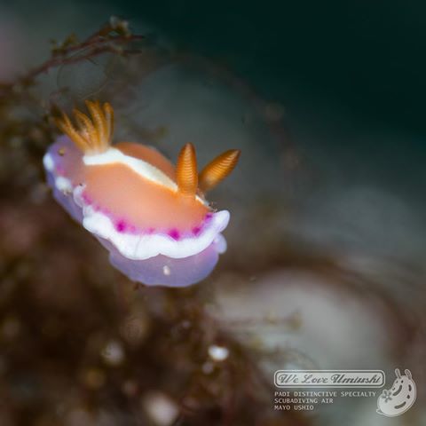 アラリウミウシ（Verconia norba）#seaslug #nudibranch #love #cute #beautiful #scuba #diving #ocean  #nature #diver #japan #macro #sony #underwaterphotography #divermag #water_of_our_world #ウミウシ#かわいい#スキューバ#ダイビング#海#静岡#大瀬崎#マクロ#水中写真#福岡ダイビング#アラリウミウシ#福岡ウミウシ部隊 #福岡の海は美しい