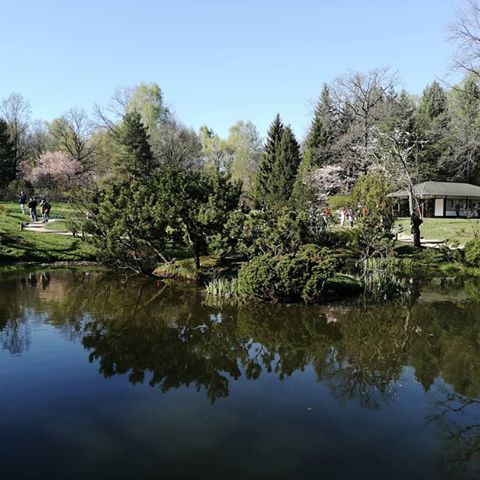 #японский#сад#вднх#цветы#сакура#москва#весна #garden #japan #flowers #tree #sakura#color #white #pink #day#green #spring #moscow #2019 #walk #weather #sun #park