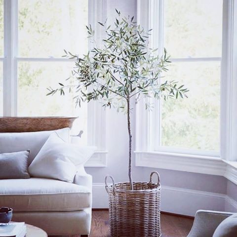 🌳🏡🛋📚 #hudson#olivetree#2019#tree#mini#plants#fresh#leaves#pin#home#pinterest#livingroom#yıl#indoor#aşk#design#trend#project#foto#interior#atlanta#home#dekor#new#tarz#south#detay#armchair#modern 📓