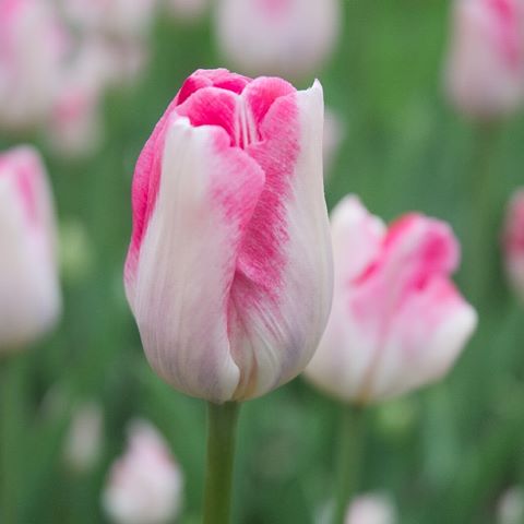 #тюльпаны #клумбы #цветы #тюльпан #красота #благоустройство #озеленение #Чернигов #Зеленбуд #Chernihiv #flowers #gorodcnua #gorodfoto #gorodphoto #город #tulips