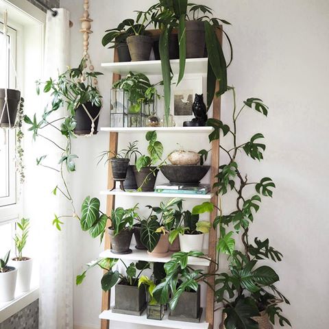 My plant shelf gets greener every day🌿🌿🌿