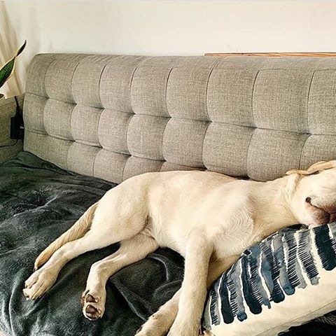 Arlow celebrating #nationalpetday with a lil snooze on his Hatch sofa 🐶🛋