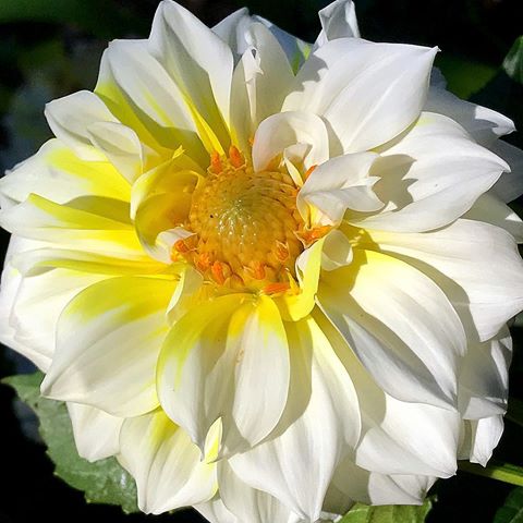 #white #dahlia #royalbotanicgarden #sydney #gorgeous #floral #petals #flowers #macro #flowersandmacro #flowers_super_pics #world_bestflower #ip_blossoms #quintaflower #9vaga9 #9vaga_3flowers9