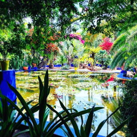 Majorelle Garden 🌺 
Energize, purify, or just relax with xhale breathing app — Sync your breath to learn authentic #yoga and #meditation breathing techniques.
xhale breathing #app: https://itunes.apple.com/us/app/xhale-breathing/id1214655734
#mindfulness #peace #selfcare #deepbreathing #pranayama #zen #morocco #garden #marrakech #sahara #relax #flowers #buddha #breathe #meditate #french #pond #gardens #plants #majorellegarden #love #koifish #meditationapp #Kasbah #botanicalgarden #africa #breathingexercises