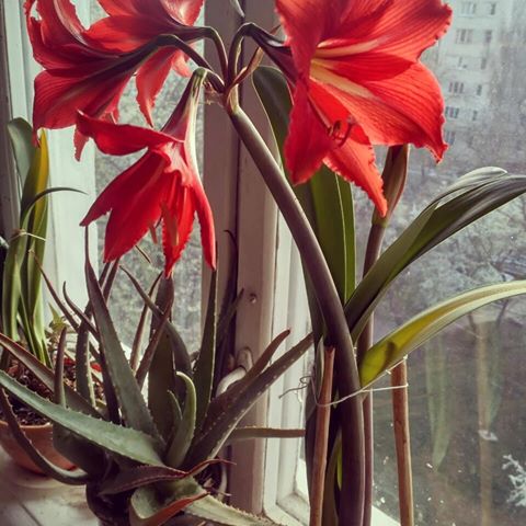 🌱In joy☉ or sadness🌫 flowers🌻 are our constant friends))) #love #flower #flowers #window #red #happy #vscocam #photographer #beautiful #me #like4like #follow4follow #spring #rain #garden #nature #instamood #blue #white #home #instago #motivation #vinnytsia #вінниця #ukraine #spring