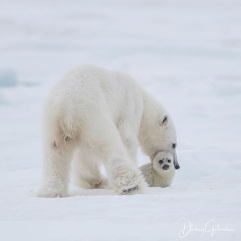 Photo by @daisygilardini | Spring is an extremely interesting time to explore the frozen fjords of Svalbard. 
Polar bears are looking for the Ringed seals pups that are born and hidden in snow lair on the fjord ice. 
It is an heartbreaking scene but it is life in the Arctic. Love the seals as much as the bears.
Polar bears are at the top of the Arctic food chain, and are the only truly carnivorous bears. Seals make up 90 percent of their diet. They need fear no other species — except humans.
Polar bear lives are broken into two seasons. The first is winter, the feasting season, when bears hunt seals while roaming on the pack ice. And then there is summer, the fasting season, when the absence of ice pushes the bears onto land, with scarce food sources.
Shot on expedition in partnership with @amazingviewsphototours. Thanks to our guides @martinenckell @audundahl 
#polar #Svalbard #polarbear #bear #seal #ringed seal #landscapephotography  #conservation #climatechange #climatechangeisreal #Nikon #lowepro #loweprobags #motherhood #mother #cuddle #cute #gitzoinspires #frametheextraordinary #framedongitzo @gitzoinspires #eizousa #visualizedoneizo #sandisk #westerndigital #nofeenocontent #sailracingofficial #sailracing