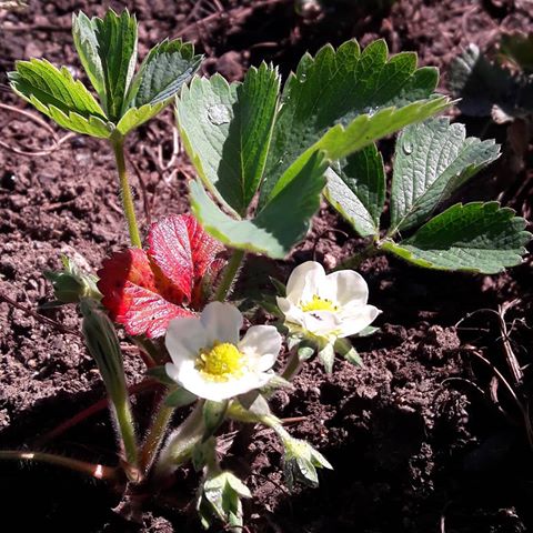 In the garden - strawberry plant #garden #strawberry