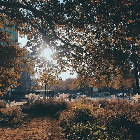 #you remind me of the sun‘s morning kiss 🦋
.
.
.
.
.
.
.
.
.
.
.
.
.
.
.
.
.
.
.
#morning #after #photography #photographer #kudamm #berlin #autumn #fall #octobre #rendezvous #love #lovers #mood #nature #trees #leaves #flowers #sky #sun #spring #designer #city #citylife #wanderlust #travel #travelling