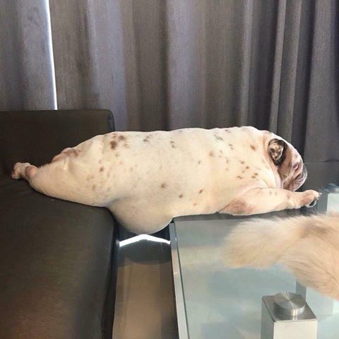‪perfect form‬
♥ follow us @chonky.animals ♥
♥ for even more chonk posts ♥
#animals #chonky #cute #adorable #videos #animal #pic #chonker #aww #fat #unit #funny #cat