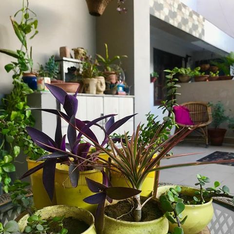 With temperature soaring high, my fresh green moments in morning. Love to sit here for a while and have a cup of green tea
#mygreentreasure 
#houseplants #balconygardening #balcony #mybalcony #urbanjunglebloggers #urbanjungle #plantstyling #planters #plantsmakepeoplehappy #plantslove #insideoutside #terracegarden #terrace #plants #littlejoys #lifestlyeblogger #instahome #brightspaceswelove #simplehomewelove #decoratingwithplants #decorvibes #decorraaga #indianhomedecor #mydesiswag #instaplant