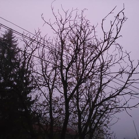 #серый #ветки #деревья #провода #сероенебо #утро
