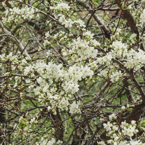 Слива расцвела под окном...💮🌸🌺
#природа #весна #май #цветение #слива #сад #макро #видизокна
#nature #spring #may #bloom #blossom #plum #tree #green #garden #macro #photo #photogram #photooftheday