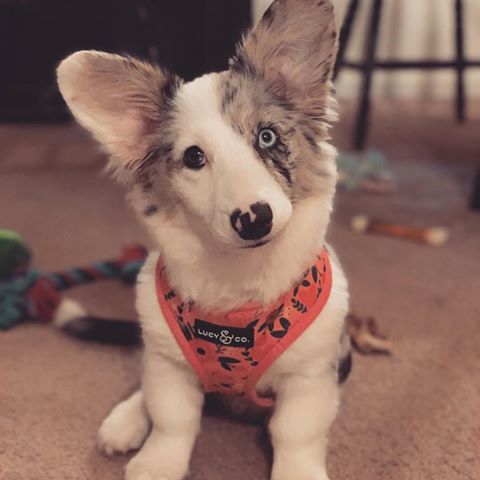 “Got my new harness from @lucyand.co 😍 can’t wait to wear my puffer vest and bandana” writes @laylathefluff 
#dogsofinstagram