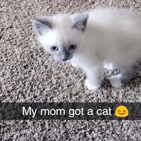 Pictures Of Pookie When We First Got Him 🤗😊😚
(He was so tiny back then) 
#kitten #cute #white #blueeyed #carpet #flannal #boy #girl #sleep #blooddrawn #bandage #highponytail #glasses #bellcollar #collar #blue #snapchat #worda #emojis