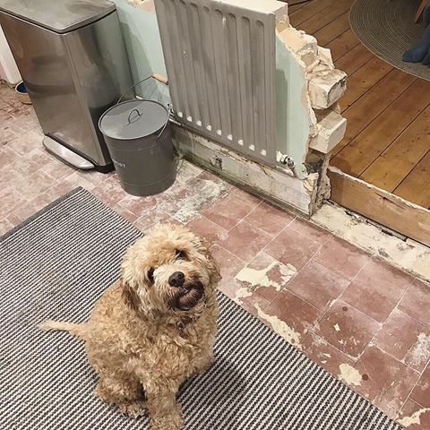 While I was out this evening Steve took a bit more of the wall out, well quite a bit more out. Rusty looks as pleased with the progress as I am 😂
•
•
•
#housereno #houserenovation #renovation #reno #renoproject #fixerupper #justjoreno #interior #myhome #homedecor #homeimprovement #construction #design #homedesign #interiordesign #renovationproject #diy #diyhome #homeinspiration #stylist #homestylist #idealhome #realhome #realhomes #instahouse #housesofinstagram #instahome #homesofinstagram #kitchenreno