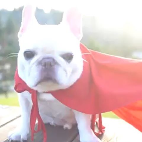 “When I put this cape on, I feel like a superhero! But did you know there are true #superpowerdogs out there whom I look up to?! #ad •
Thank you @superpowerdogs and @imax for creating this inspiring film about brave pups who save lives and make this world a better place! @superpowerdogs is in IMAX theaters now!” writes @barkleysircharles 
#dogsofinstagram