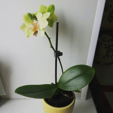 моя коллекция пополниоась новыми цветочками #орхидеи #хоббидлядуши #домашниецветы #орхидеяфаленопсис #миниорхидея