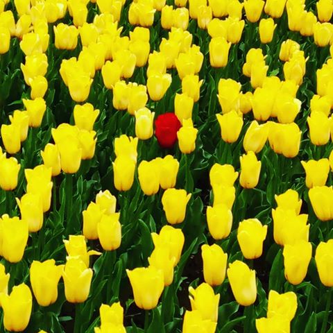 Когда ты не такой как все, тебя легче заметить 😊🌷
When you're different from others, it's much easier to notice you 😊🌷
#тюльпаны #тюльпаны🌷 #тюльпан #моретюльпанов #желтыетюльпаны #красныетюльпаны #цветение #весенниецветы #tulips #tulip #tulipanes #tulipanes🌷 #springflowers #blossom #tulipseason #tulipfields