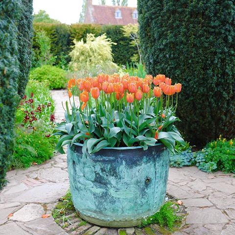 Inspirational trip to Sissinghurst.
One of my favourite English gardens. We go there every spring for the magnificent cherry blossom and tulip display. There are also thousands of magical bluebells in the woods surrounding the castle.
-
-
-
-
-
#sissinghurst #gardens #sissinghurstcastle #inspiration #tulips #cherryblossom #flowers #bluebells #englishgarden #england #gardendesign #art #loveflowers #тюльпаны #англия #сад #цветы #cottagegarden #flowerphotography #photography #colour #spring #lamb #country #countryside #love #flower #nature #gardenphotography #naturephotography