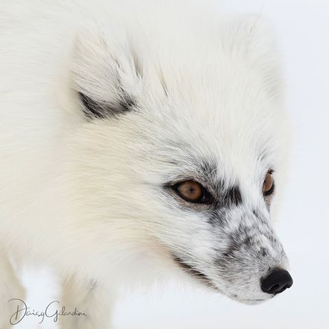 Photo by @daisygilardini | Arctic foxes are very well adapted to survive extremely cold environments. Their white winter coat is the perfect camouflage. Their short ears, short nose and furry soles have also been adapted to cope with such an extreme environment. In spring, their colour changes to brown/grey, to adapt to the colour palette of their new environment.
During my last expedition to Svalbard, we had a close encounter with this beautiful fox just as its fur coat was starting to change colour. 
On expedition with @amazingviewsphototours @martinenckell and  @audundahl #fox #arcticfox #polar #Svalbard #wildlifephotography  #conservation #climatechange #climatechangeisreal #Nikon #lowepro #loweprobags  #gitzoinspires #frametheextraordinary #framedongitzo @gitzoinspires #eizousa #visualizedoneizo #sandisk #westerndigital @sailracingofficial #sailracing