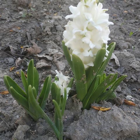 Ну вот наконец то и распустились прекрасные гицинты
#hyacinth #nature #spring #springflowers #beutifulflowers #beautiful #image #amazing #rtgtv #natgeoru #white #macrophoto #macroworld #macro #photo #macrophotography #myplanet_nature #природа #весна #весенниецветы #красивыецветы #красиво #макро #фото #макрофото #макрофотография #макросъемка #гиацинт #белый