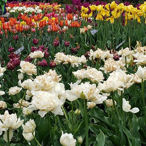 Sea of tulips 🌷
#nyc #bbg #brooklynbotanicalgarden #sakuramatsuri #brooklyn #cherryblossom #spring