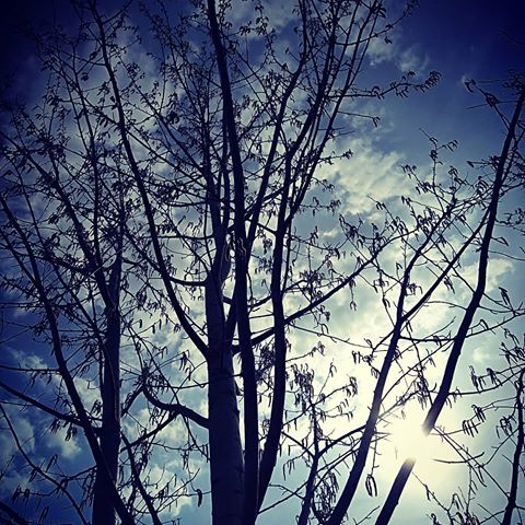 .. Графика апреля...
Из серии <Времена года>.
#весна2019
#природароссии
#пейзаж
#деревья
#лес
#фото
#природа
#amazing
#russia
#green
#tree
#spring
#nature
#bestforestmood
#visualambassadors
#globalnightsquard
#shotzdelight
#heatercentral
#usaprimeshot
#instagood
#ourmoodydays
#ourcolourdays
#depthobsessed
#gramslayers
#depthdiscovered
#createcommune
#fatalframes
#moodygrams
#houseoftones
#creativeoptic