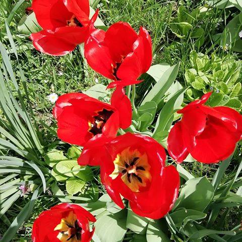 #весна🌸
.
.
#nature #naturelovers #natuer #natural #naturephotography #naturelover #natureaddict #naturephoto #beautifulnature #nature_seekers #spring #springfield #field #fields #поле #мак #природа #весна2019 #веснавдуше #весна
