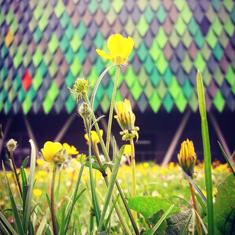 "Gentleness can only be expected from the strong" 
#verybilbao #bilbaolovers #bilbaocity #bilbo #bilbaoarena #macrophoto #jj_macro #macroflowers_kingdom #addicted_to_facades #addicted_to_basque💛 #euskadibasquecountry #cityphotography #citylifestyle #architecturaldigest #greengrass #nature_shooters #flowerpower🌸 #jj_mobilephotography #tv_nature #traveltheworld #traveladdict #nakedplanet #verdequetequieroverde #world_great #begentle #bestrong #landscape_capture