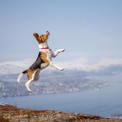 “Have you ever been so excited to be outside that you started to fly?” writes @beagle_vegas 
#dogsofinstagram
