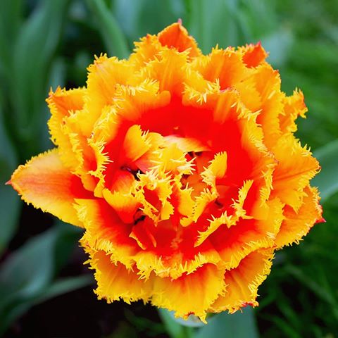 #flora #флора #flower #flowers #цветы #garden #сад #petal #растение #beautiful #красота #flowerinstagram #flowerpower🌸 #blossom #tulip #тюльпан
