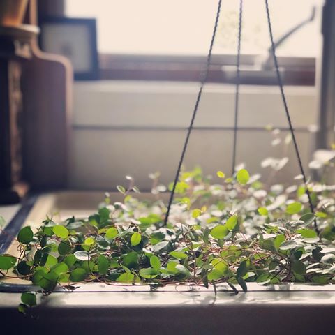 Started my day off with watering. If you’re a fellow green lover like myself, you will understand the satisfaction in this. It’s that one part of the day where time just slows down a bit.
•
•
#homegoals #homesweethome #Home #ighome #instahome #interiors #interiordesign #drivenbydecor #decorcrushing #midwesthome #midwestisbest #asecondofwhimsey #midwestliving #FortWayne #Indiana #myhomevibe #plantsindecor #indoorplants #plantsofinstagram #plantlove #plantlover #plantlife #greenery #plantdesign #indoorjungle #urbanjungle #houseplantsofinstagram #plants #plantsmakepeoplehappy #greenlife