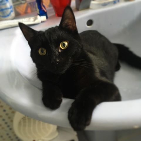 J’adore m’allonger dans le lavabo 😂🐱
.
#love #lovecat #catlove #ilovemycat #cat #catsofinstagram #cats_of_instagram #cats_of_world #catsoftheworld #blackcat #catblack #blackcatlover #chat #chaton #chatnoir #kitten #kittens #kittens_of_instagram #picoftheday #picture #photography #happiness #bathroom