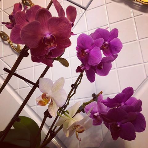 🌺Мои красотулечки-орхидеи🌺Радуют😀
#мои #орхидеи #фаленопсис #my #love #mylove #my #flowers #myflowers #цветы #цветочки #радуют #люблю #люблюнемогу #истафото #инстаграм #instagram