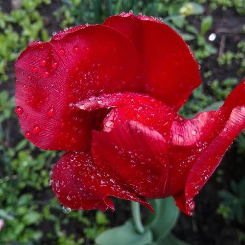 🌷☔... #дождик#вгороде#моилюбимыецветы#тюльпаны#каплидождя#природа#весна#месяцмай#яинстаграмзависимая#tutygina_nat
