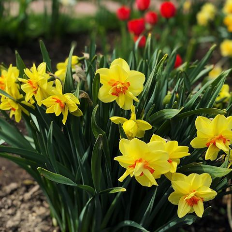 Доброе солнечное утро, друзья!!!! Не спим, не спим, все в сад!!!! А мы идём сажать карррртошку!!!! #весна2019 #тюльпаны #цветы #первоцветы #солнце #желтый