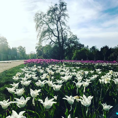 💓 #letna #praha7 #czechrepublic #flowers #fridaysforfuture #friday #fridayvibes #praha #prague #praga #pragueworld #tulips #tulipany