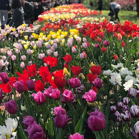 Nature provides the best color inspiration...amazing display at Brooklyn Botanic Gardens Cherry Blossom Festival and a perfect way to spend the morning w friends.
.
.
.
.
#flowers #brooklynbotanicgarden #design #interiordesign #interior #interiorarchitect #home #homedecor #homedesign #inspo #inspiration #luxury #luxurylife #luxuryliving #luxe #natureinspo #style #decorlovers #architecture #coastal #nyc #brooklyn #nofilter #hamptons #studio_no.8_nyc