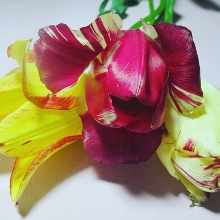 #тюльпаны #весна #tulips #spring 💐