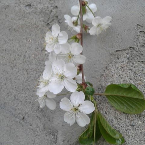 Уже потихоньку начинает цвести вишня ,  везде летают шмели и опыляют растения , распускаются тюльпаны.#Весна #Скоролето #Май #Красиваяпора