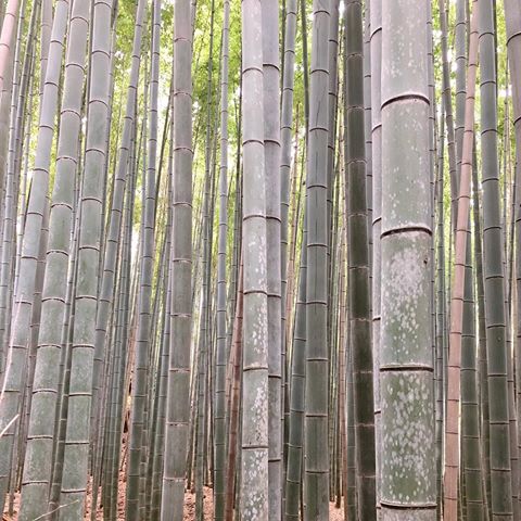 🇫🇷 Nous sommes rentrés depuis vendredi mais j’ai encore pas mal de photos à partager dont la forêt de bambous d’Arashiyama.
🇬🇧 We’re back in HK since Friday afternoon but I still have some pics to share. Here is the bamboo forest in Arashiyama.
#japan #kyoto #arashiyama #bambooforest #arashiyamabambooforest #bamboo