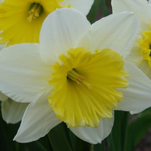 Narcissus 'Ice Follies'
#narcissus #daffodil #flower #gardenflowers #mygarden #flora #macro #nofilters 
#нарцисс #садовыецветы #мойсад #флора #макро #безфильтров