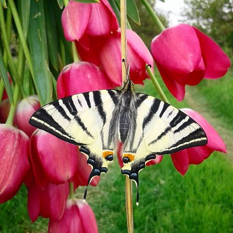 Доброе утро!!!
Побольше ярких эмоций и отличного настроения)))
.
#бабочки #тюльпаны #утро #цветы #моеутро #природа #небо #сад #садоводство #май #весна #выходные #суббота
.
#bouquets #butterfly #morning #flowers #mymorning #nature #sky #garden #gardening #may #spring #weekends #saturday #naturelover #lifestyle #lifeisbeautiful