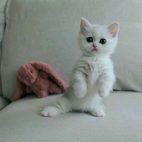 Oh my God 😻 So cute 💗😻
.
.
From unknown (DM for credit)
Follow us on @cats_premium