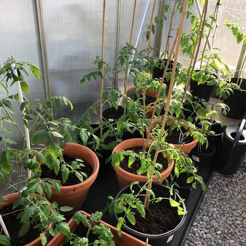 Här står dem, och jag har aldrig innan varit orolig när jag ställt ut dem...MEN det kommer komma kallt väder nästa vecka och jag kommer absolut inte flytta in dem igen. Så i år kanske jag står utan tomater...och vet ni va, då fick det bli så! Då får jag odla gurkor & squash! Så nästa vecka kanske ni får en bild på döda tomater...💚💚💚 My tomatoes in the greenhouse, they might not survive the cold weather coming next week, but I have decided not to move them in indoors. So, next week I might have a lot of dead tomatoes! #tomat #tomater #tomato #tomatoes #odla #odling #egenodlat #homegrown #summer #sommar #lycka #odlarglädje #mygarden #minträdgård #gardenlove #gardening #gardner #trädgård #garden #trädgårdsliv #odlaegenmat #grönsaker #veggies #veggarden #trädgårdsland #villaträdgårdsodling #pallkrageodling #pallkrage #instagarden
