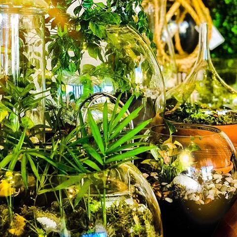 Plant obsession. Last days of our huge Terrarium sale! 25% off all terrariums store wide. 📸 @toni_bower #terrariumsale #bowenkenneth #daylesford #shopdaylesford #howesttraders #visithepburnshire