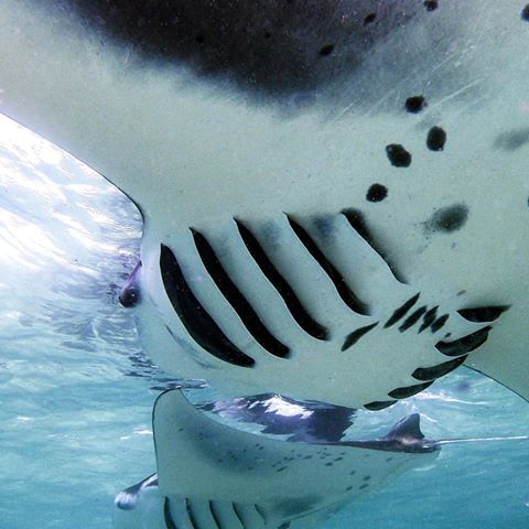 Closest thing I found to a spaceship 🛰 📷 @sideytheshark
⚊⚊⚊⚊⚊⚊⚊⚊⚊⚊⚊⚊
#manta #ray #ocean #mantaray #sea #picoftheday #spaceship #photooftheday #travelblogger #photography #savetheplanet #nature #animal #savetheocean #mood #adventures #photographer #cute #instatravel #nature #friends #diving #snorkeling #underwaterphotography #uwphotography #underwater #ocean #sealife #smile #underwaterphoto