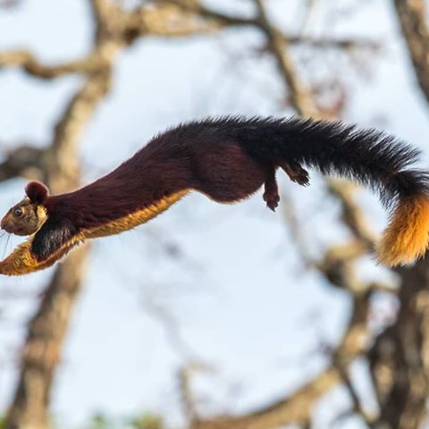 Look before you leap but look splendid while you do it!
#CapturedOnCanon by @gans.nams. 
Camera: Canon EOS 7D Mark II
F-stop: f/5
Exposure Time: 1/2000 sec
ISO Speed: ISO 250
#Photography #Wildlife #WildlifePhotography #CanonUsers #Squirrel #IndianWildlife